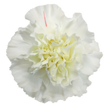 Load image into Gallery viewer, Carnations 24-25 Stems (1 Bunch)