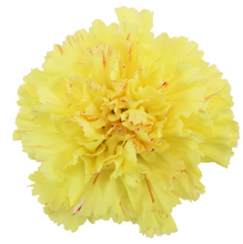 Load image into Gallery viewer, Carnations 24-25 Stems (1 Bunch)