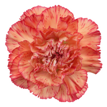 Load image into Gallery viewer, Carnations 24-25 Stems (1 Bunch)