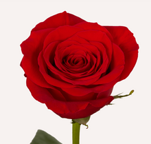 Load image into Gallery viewer, Roses 12Stems (1 Bunch)