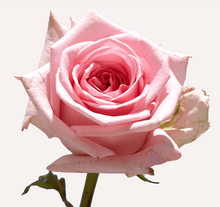 Load image into Gallery viewer, Roses 12Stems (1 Bunch)