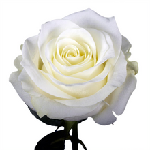 Load image into Gallery viewer, Roses 12Stems (1 Bunch)