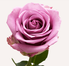 Load image into Gallery viewer, Roses 12Stems (1 Bunch)