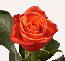Load image into Gallery viewer, Roses 12Stems (1 Bunch)
