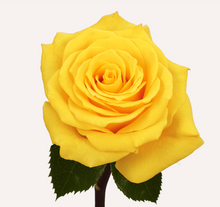Load image into Gallery viewer, Roses 12Stems (1 Bunch)