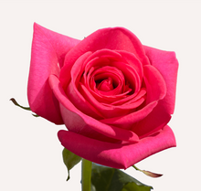 Load image into Gallery viewer, Roses 12Stems (1 Bunch)