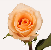 Load image into Gallery viewer, Roses 12Stems (1 Bunch)