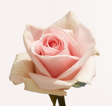 Load image into Gallery viewer, Roses 12Stems (1 Bunch)
