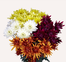 Load image into Gallery viewer, Chrysanthemum PomPoms 10 Stems (1 Bunch)