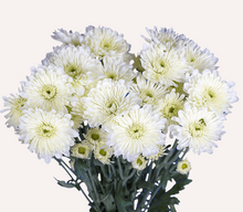 Load image into Gallery viewer, Chrysanthemum PomPoms 10 Stems (1 Bunch)