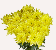 Load image into Gallery viewer, Chrysanthemum PomPoms 10 Stems (1 Bunch)