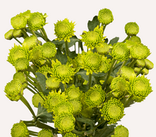 Load image into Gallery viewer, Chrysanthemum PomPoms 10 Stems (1 Bunch)