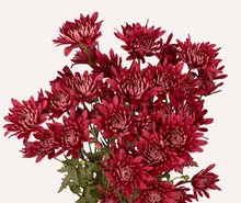 Load image into Gallery viewer, Chrysanthemum PomPoms 10 Stems (1 Bunch)