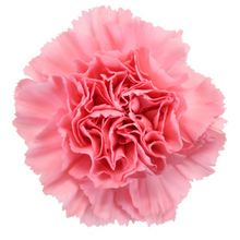 Load image into Gallery viewer, Carnations 24-25 Stems (1 Bunch)