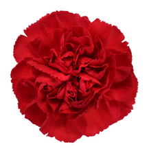 Load image into Gallery viewer, Carnations 24-25 Stems (1 Bunch)