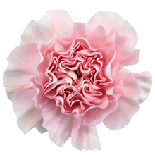 Load image into Gallery viewer, Carnations 24-25 Stems (1 Bunch)
