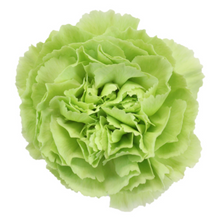 Load image into Gallery viewer, Carnations 24-25 Stems (1 Bunch)