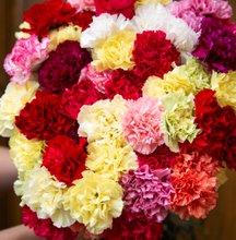 Load image into Gallery viewer, Carnations 24-25 Stems (1 Bunch)