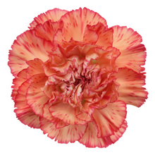 Load image into Gallery viewer, Carnations 24-25 Stems (1 Bunch)
