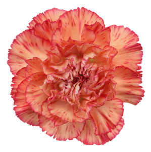 Carnations 24-25 Stems (1 Bunch)