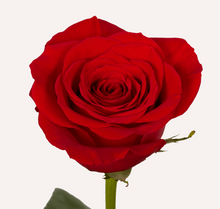 Load image into Gallery viewer, Roses 12Stems (1 Bunch)
