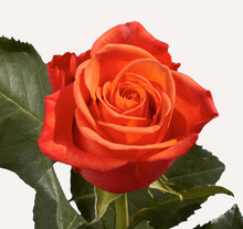 Load image into Gallery viewer, Roses 12Stems (1 Bunch)
