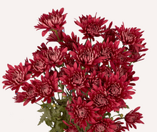Load image into Gallery viewer, Chrysanthemum PomPoms 10 Stems (1 Bunch)
