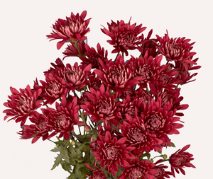 Chrysanthemum PomPoms 10 Stems (1 Bunch)